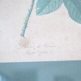 Poster plank botanical engraving rose of provins by Gerard Van spaedonck