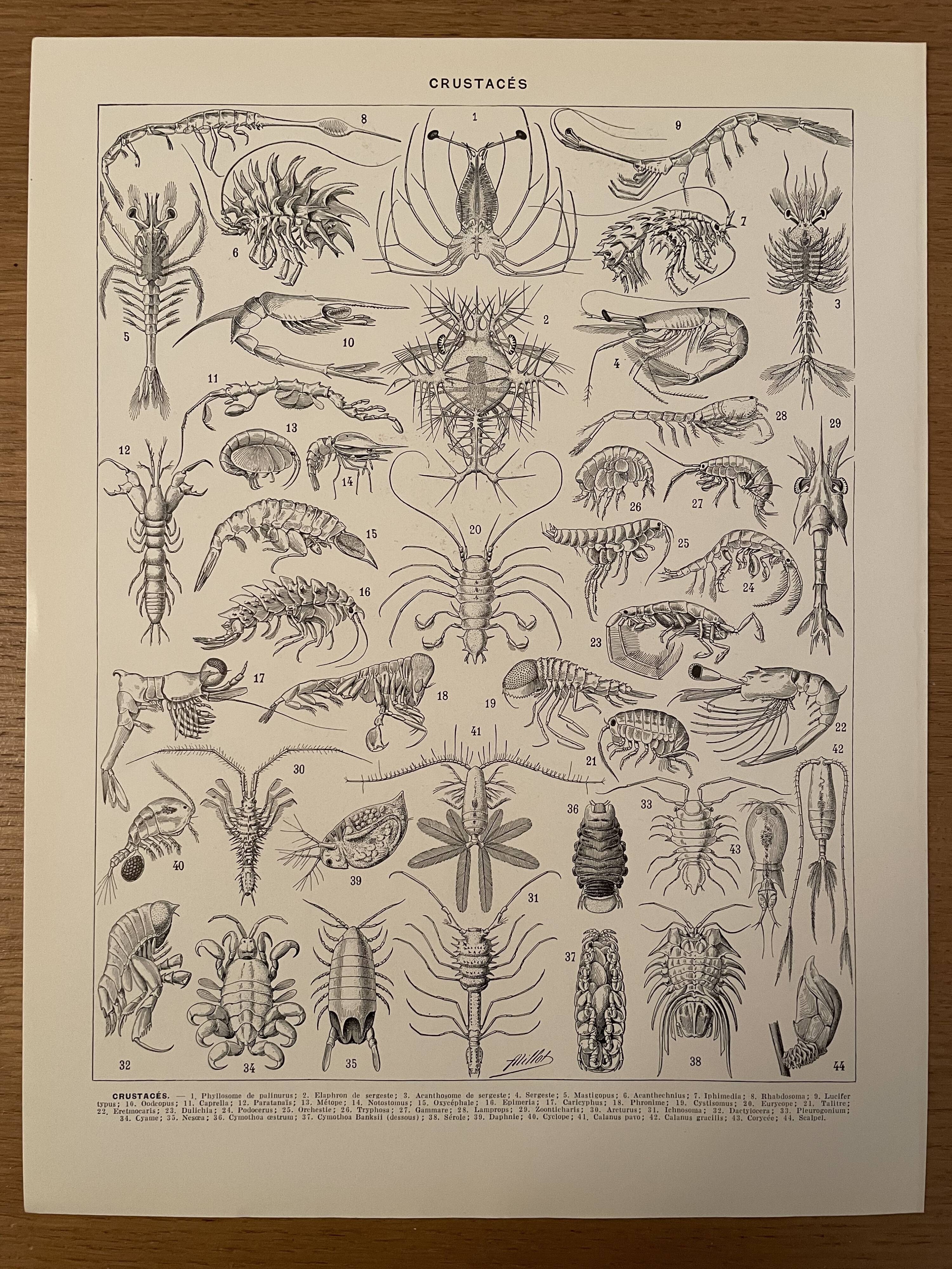 Lithograph engraving crustaceans from 1928