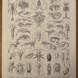 Lithograph engraving crustaceans from 1928