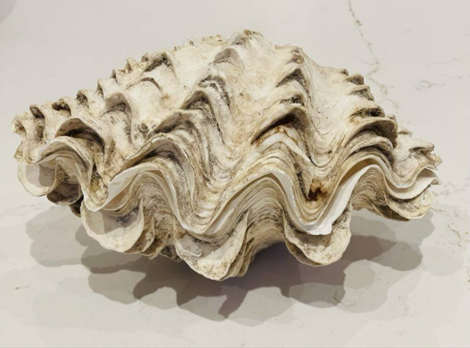 Blessed bivalve shell