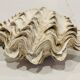 Blessed bivalve shell