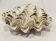 Coquillage bénitier bivalve