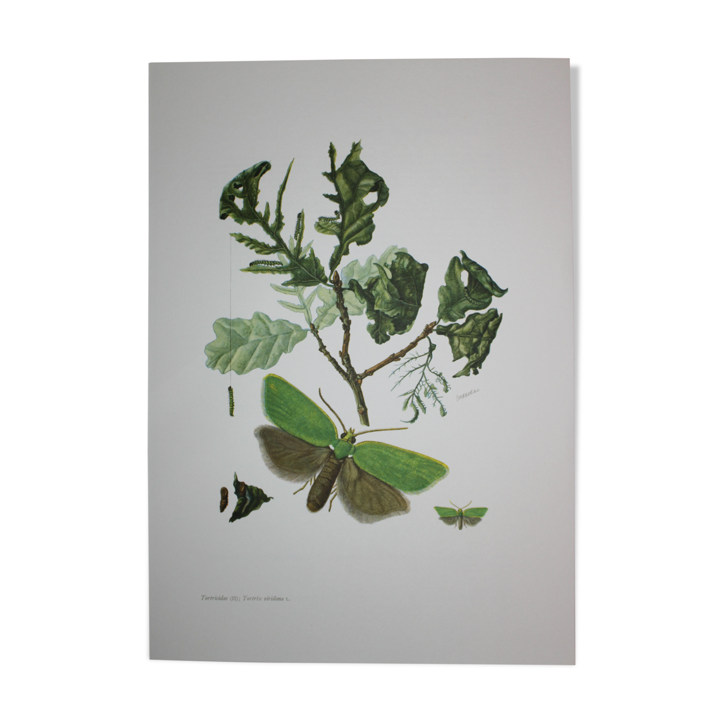 Green Oak | 1961 | Lepidoptera insect | Original pedagogical board| Entomology