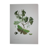 Green Oak | 1961 | Lepidoptera insect | Original pedagogical board| Entomology