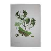 Green Oak | 1961 | Lepidoptera insect | Original pedagogical board| Entomology