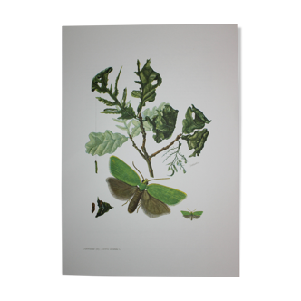 Green Oak | 1961 | Lepidoptera insect | Original pedagogical board| Entomology
