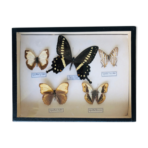 ensemble de 5 papillons