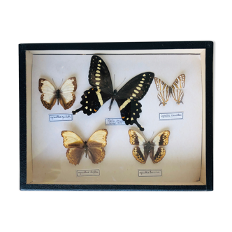Set of 5 naturalized butterflies