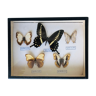 Set of 5 naturalized butterflies