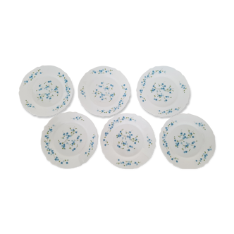 6 flat plates Myosotis veronica Arcopal