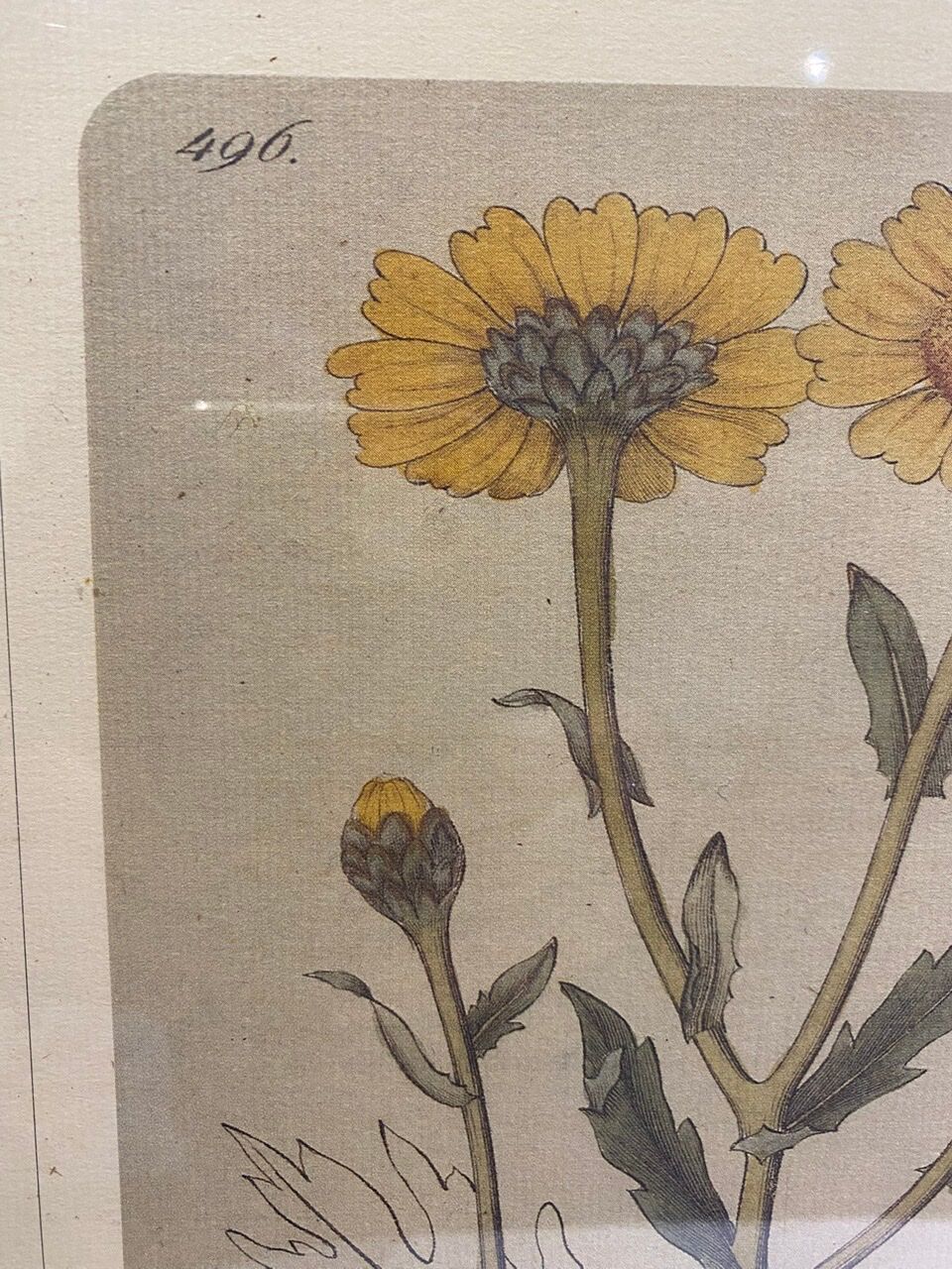 Two framed botanical boards, violets and chrysanthemums