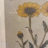 Two framed botanical boards, violets and chrysanthemums