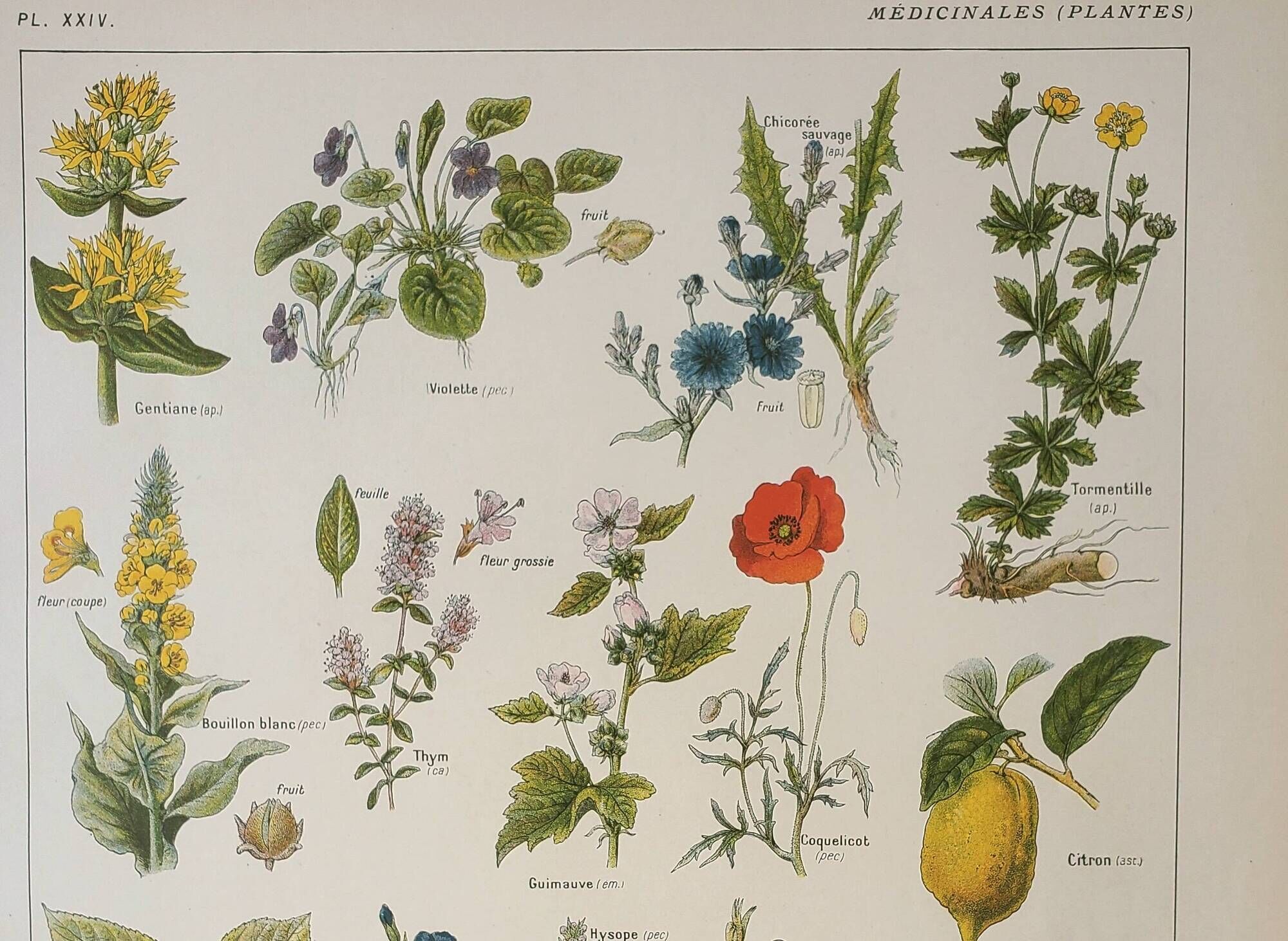 Old engraving 1922, Medicinal plants 1, flowers and plants, flora • Lithograph, Original plate