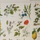 Old engraving 1922, Medicinal plants 1, flowers and plants, flora • Lithograph, Original plate