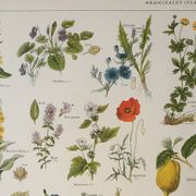 Old engraving 1922, Medicinal plants 1, flowers and plants, flora • Lithograph, Original plate