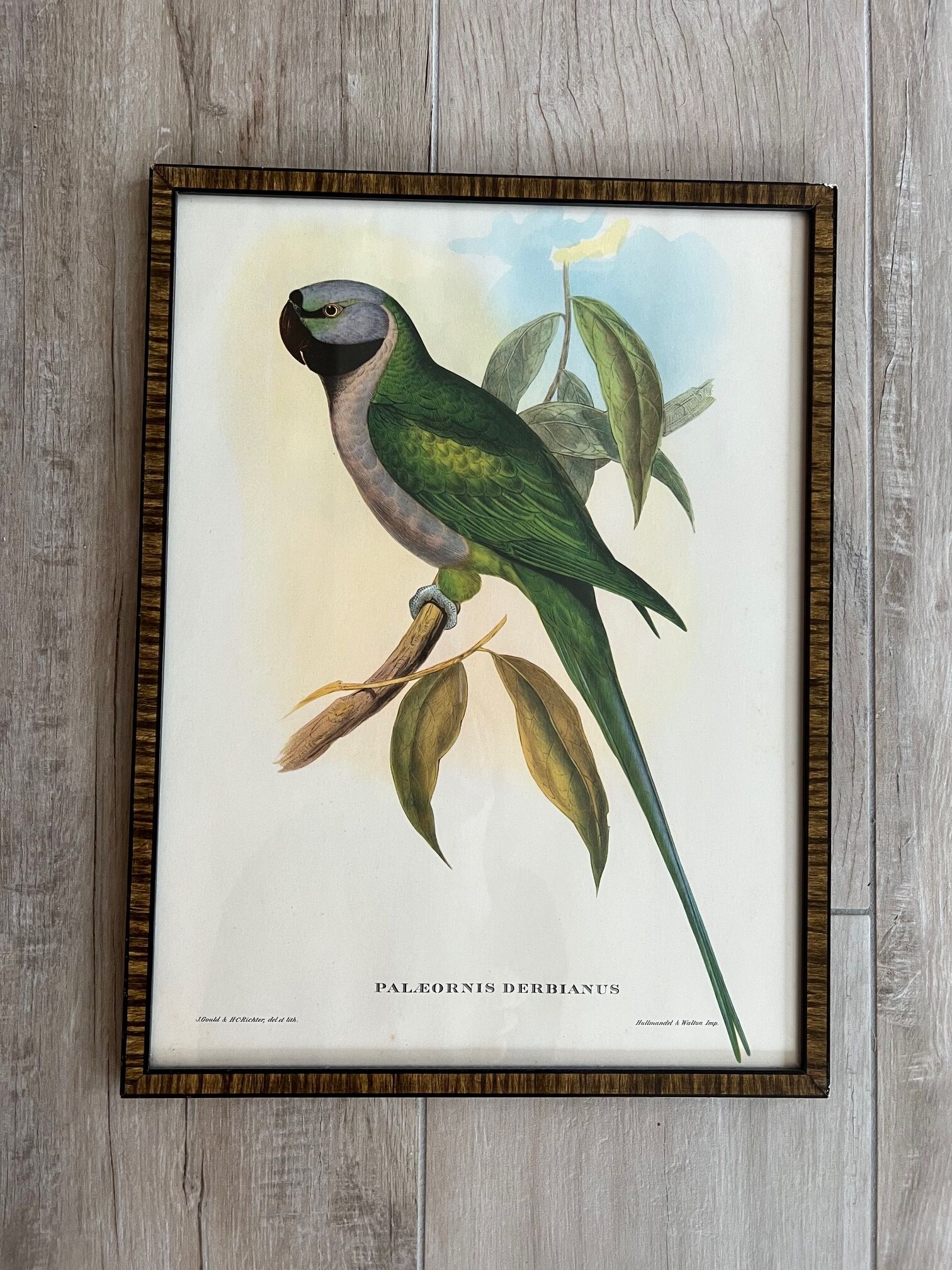 Gravure oiseau encadrée