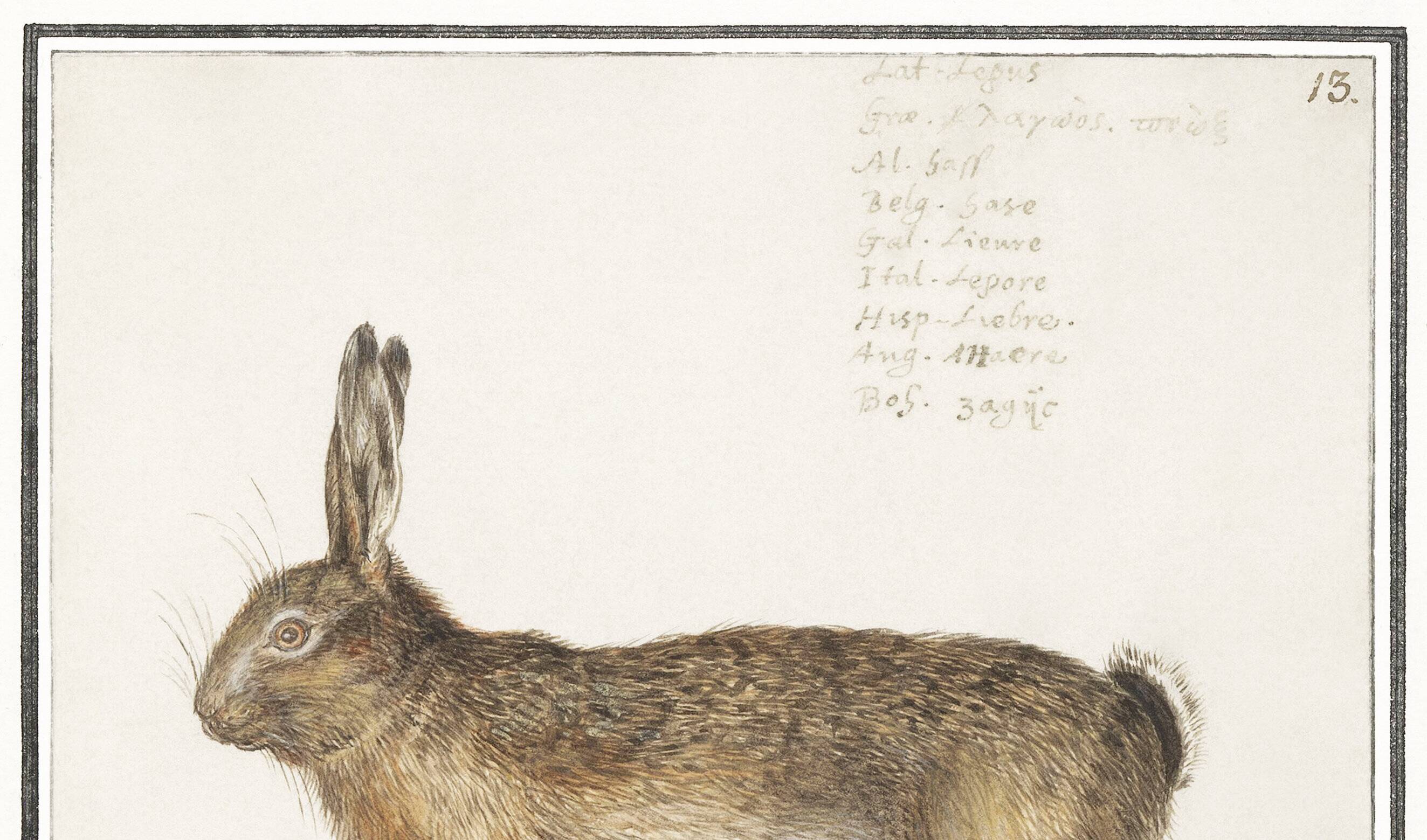 Small poster about the hare, after an old engraving from 1610.