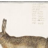 Small poster about the hare, after an old engraving from 1610.