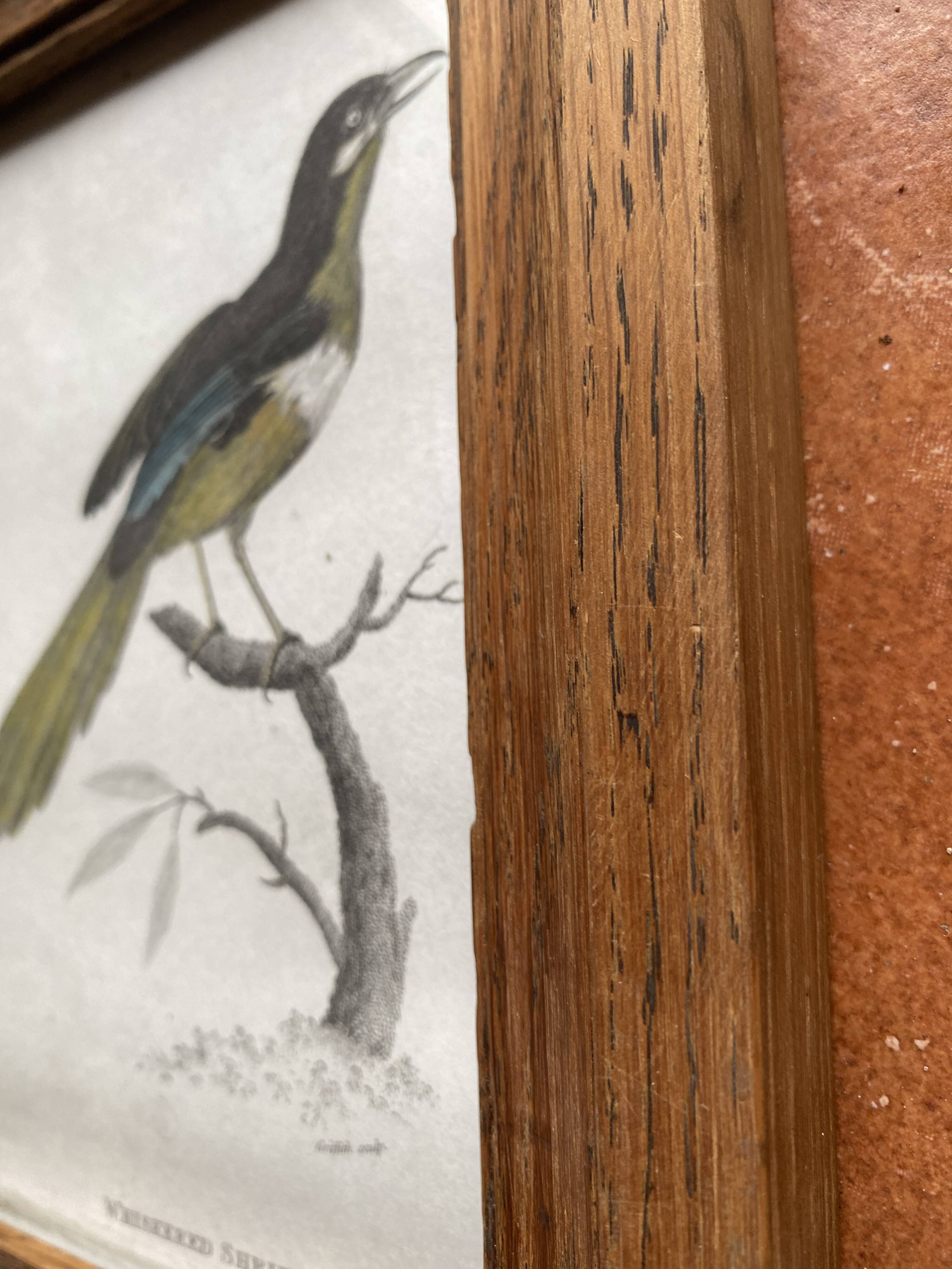 Gravure 19e, cadre bois vitré