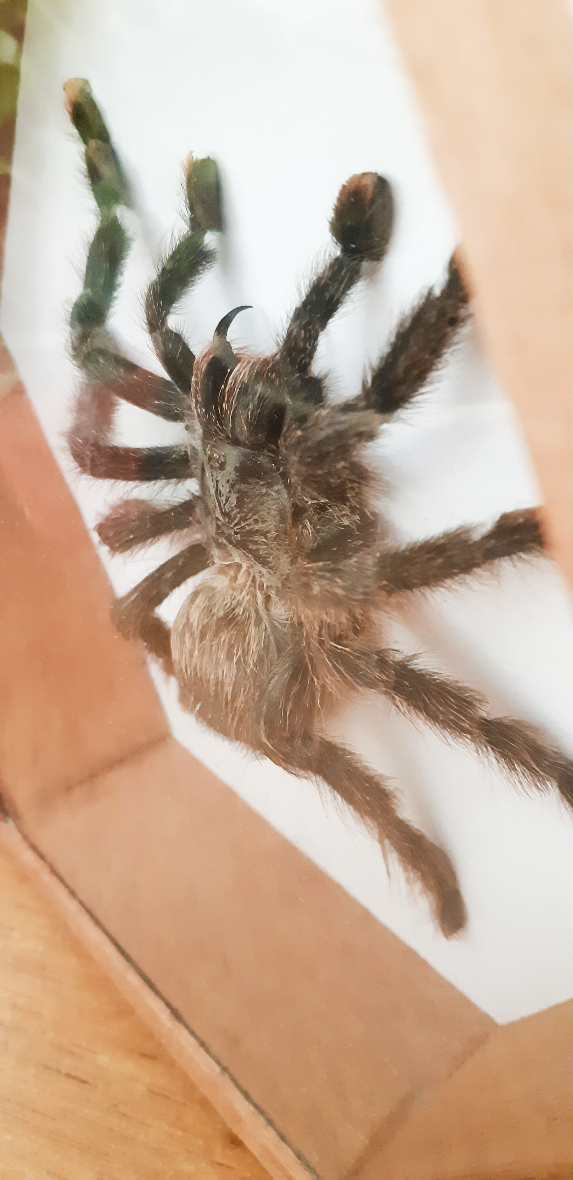 Mygale spider naturalized under glass