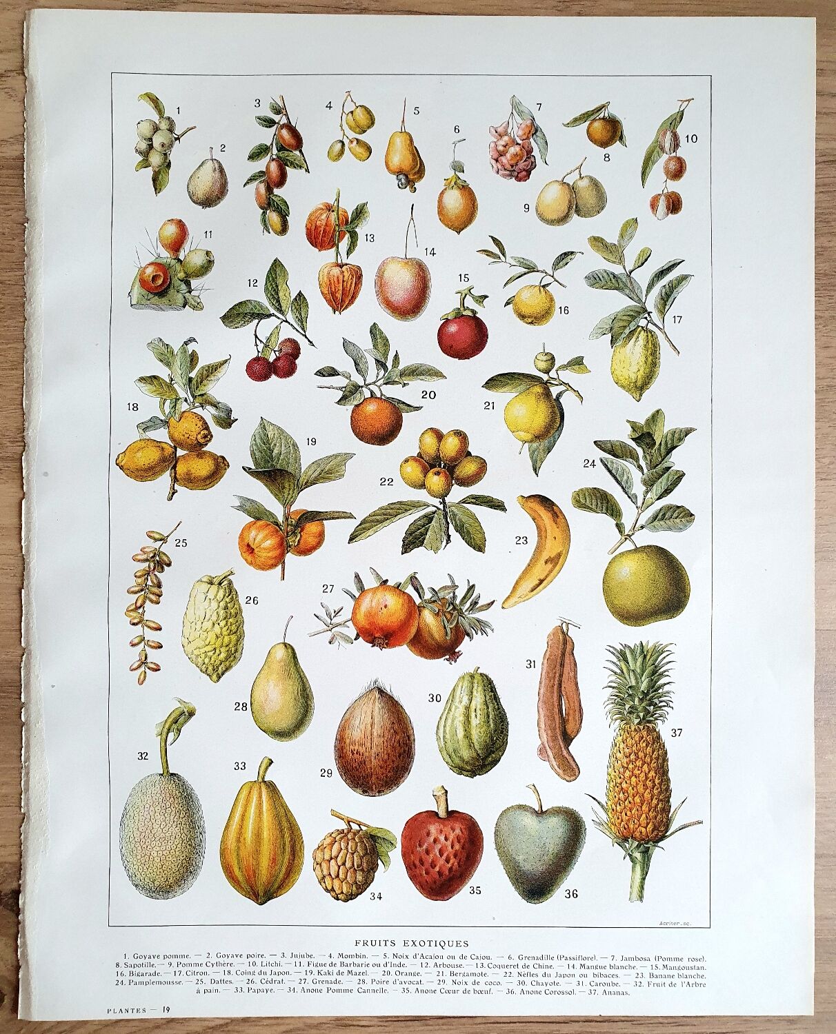 Planche botanique années 20 Fruits exotiques