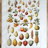 Planche botanique années 20 Fruits exotiques