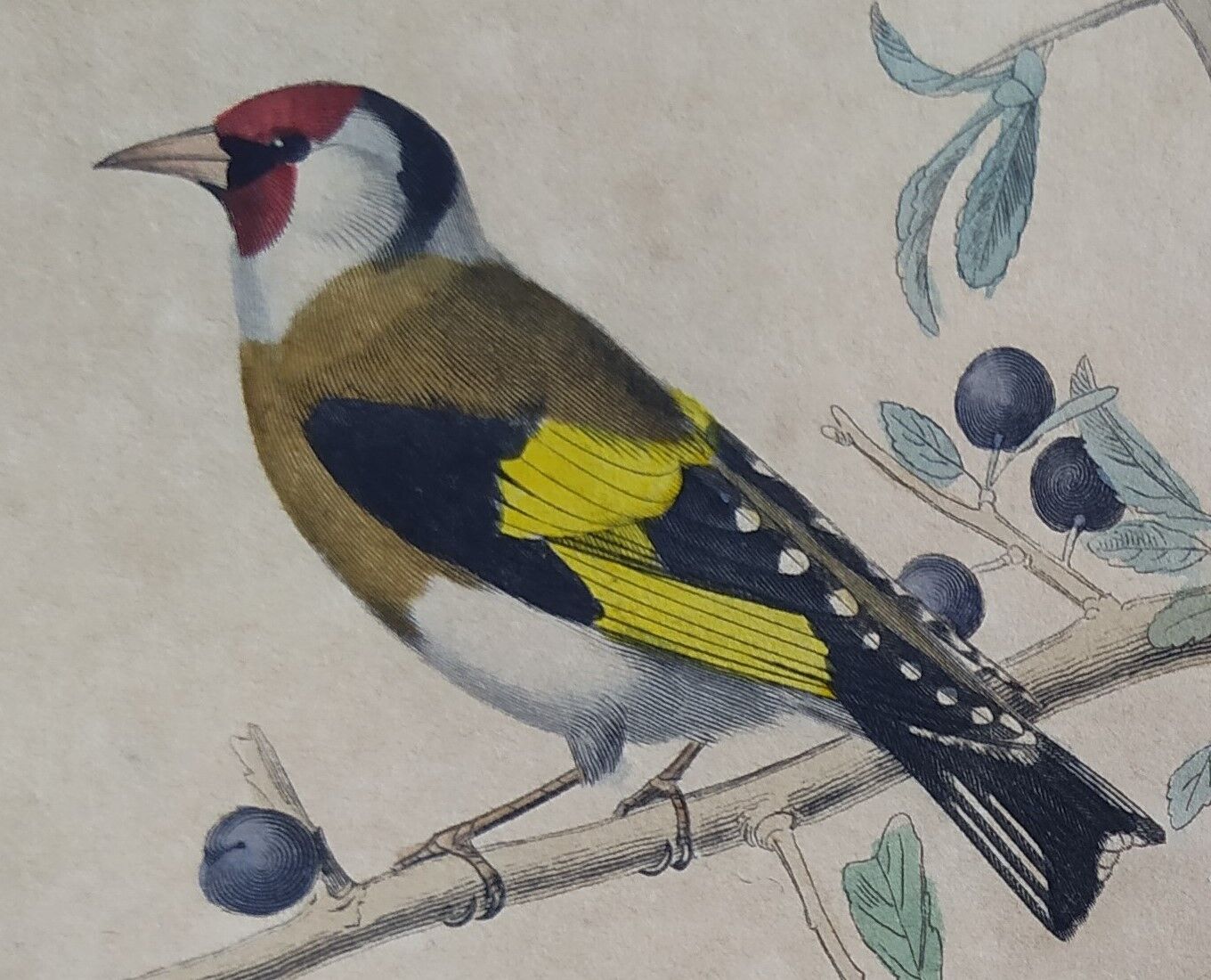 Ornithological board "Veuve to 4 Brins. Dominican - Chardonnert - Tarin" Buffon 1840