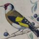 Ornithological board "Veuve to 4 Brins. Dominican - Chardonnert - Tarin" Buffon 1840
