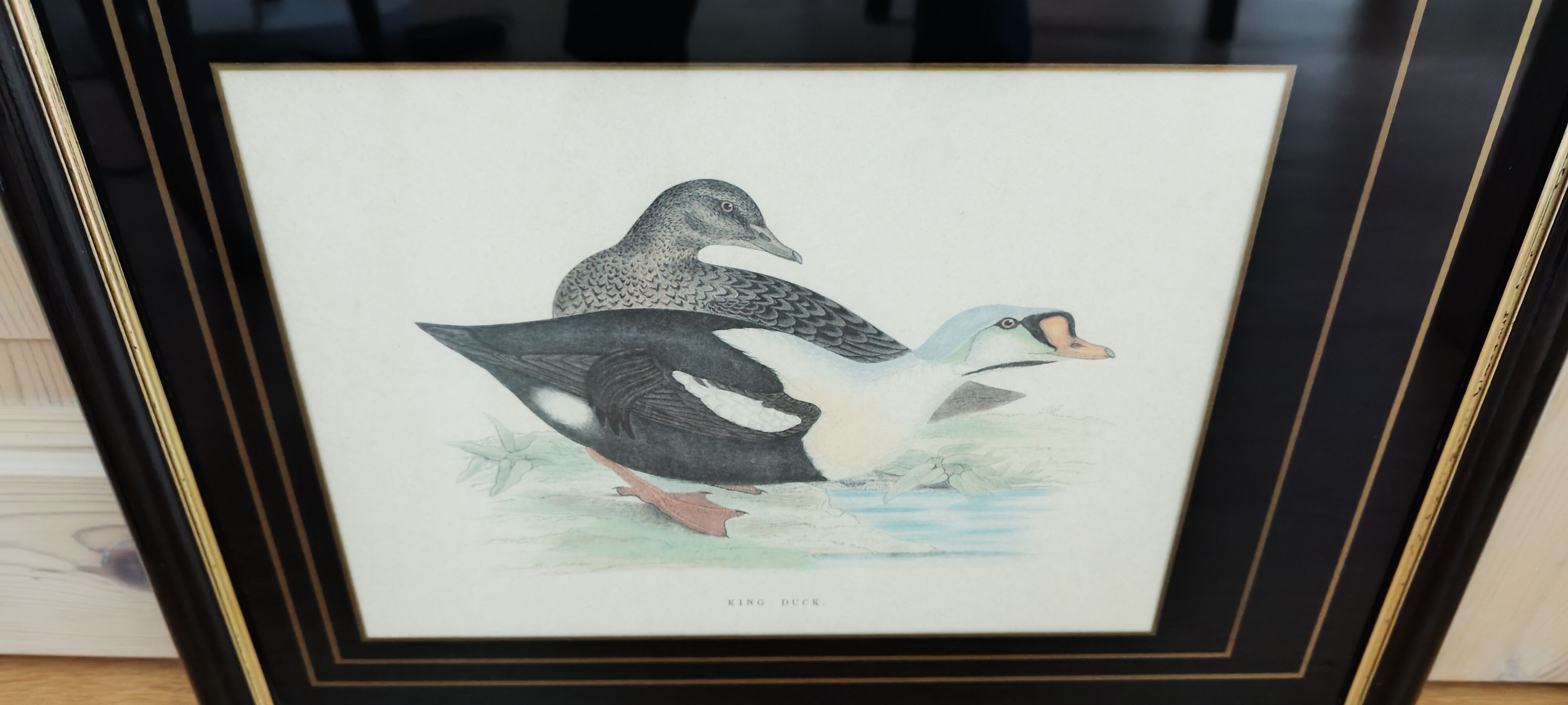 Royal duck engraving