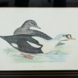 Gravure canard royal