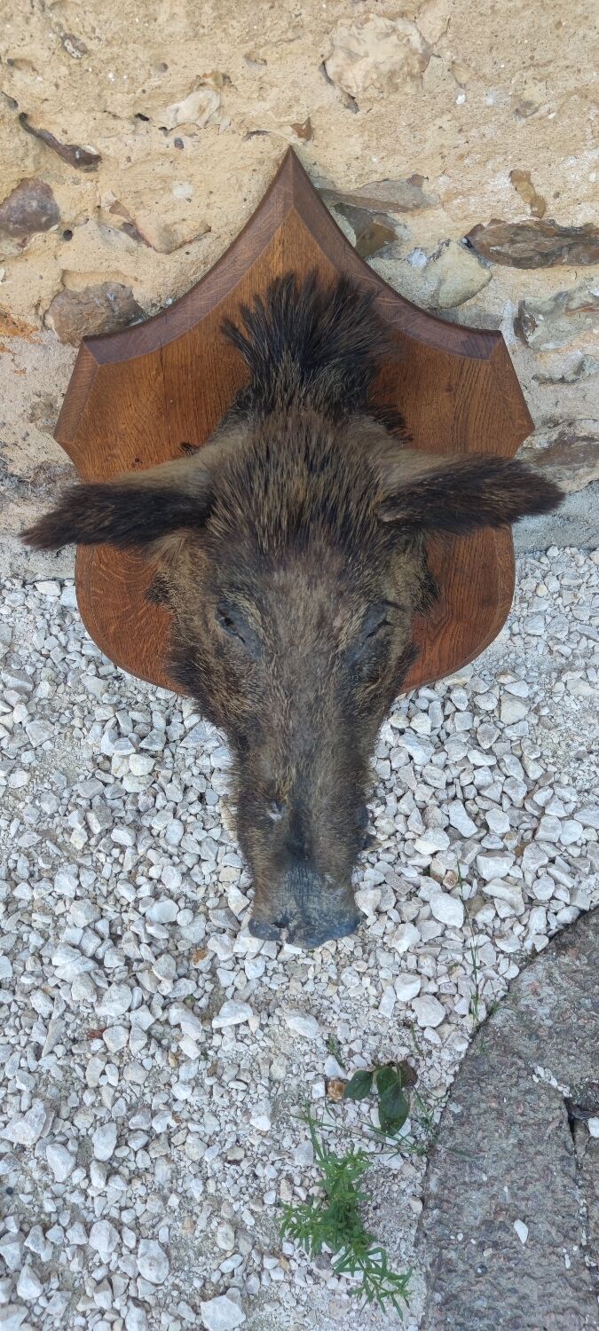 Wild boar hunting trophy