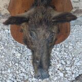 Wild boar hunting trophy