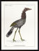 Lithographie gravure chimère animal - le cariapocampe