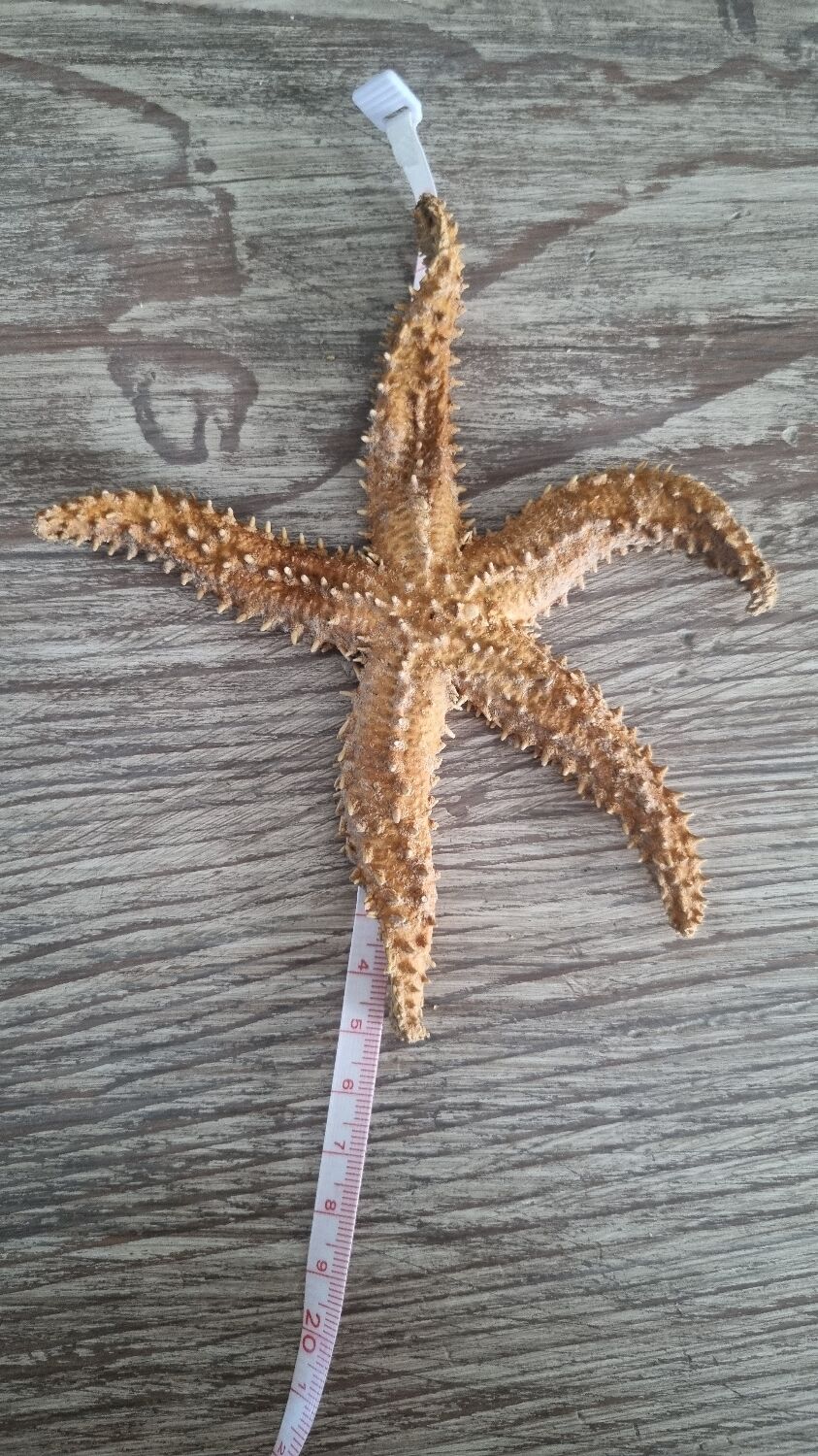 Natural ancient starfish large size