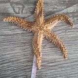 Natural ancient starfish large size