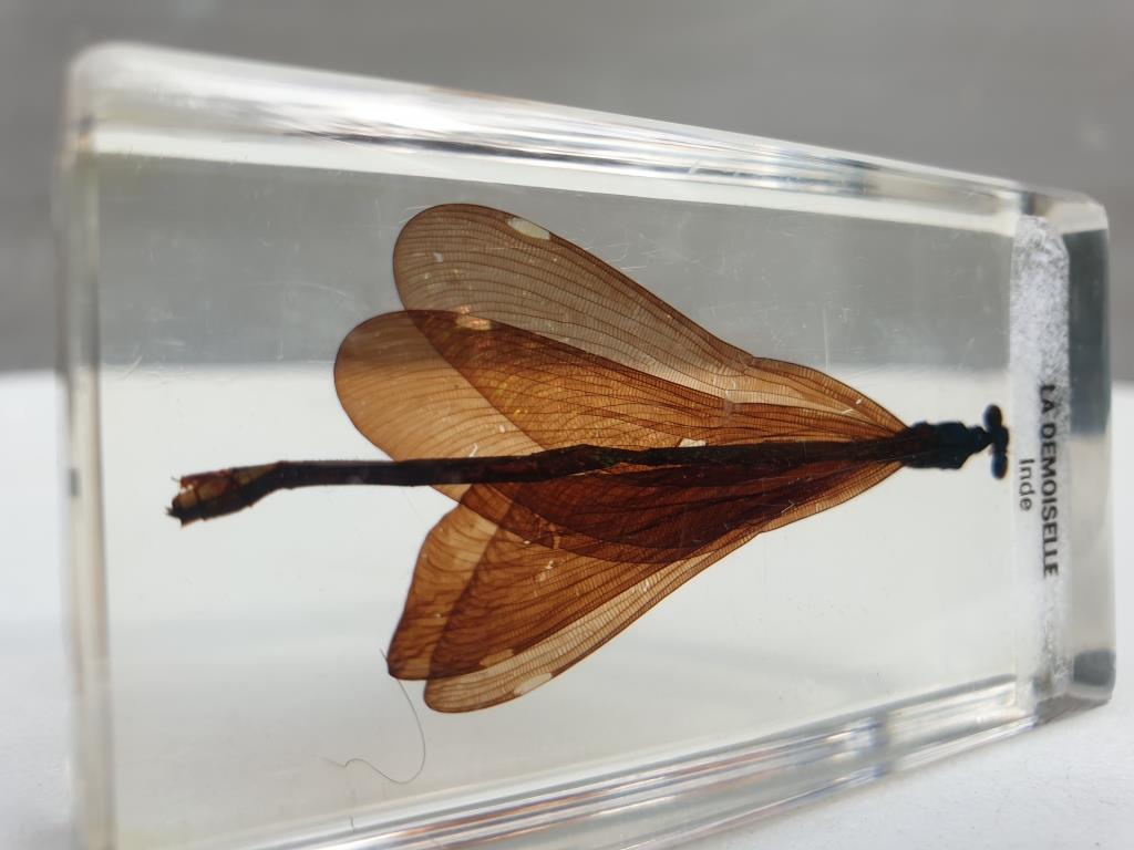 Insect under resin the Demoiselle d'Inde