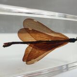 Insect under resin the Demoiselle d'Inde