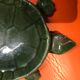 Vide poche cendrier tortue