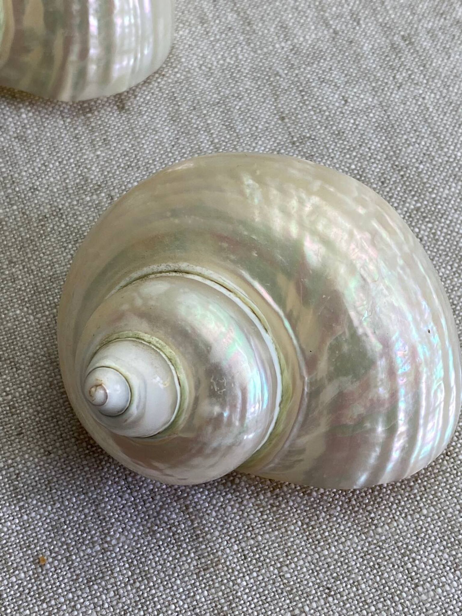 Coquillages nacre blanche, turbo imperialis
