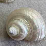 Coquillages nacre blanche, turbo imperialis