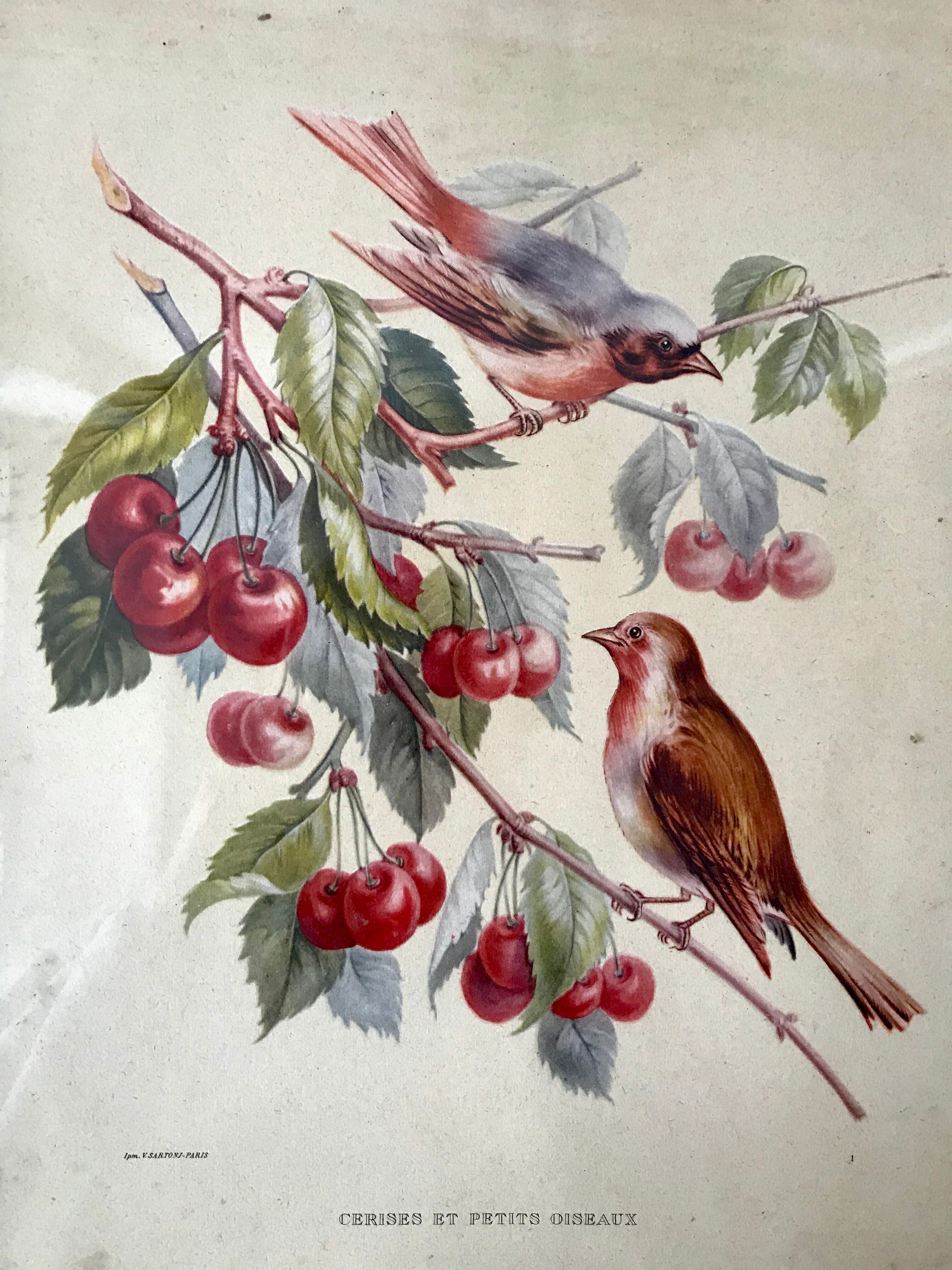 Lithograph v. sartonj cherries and small birds oak frame 50s