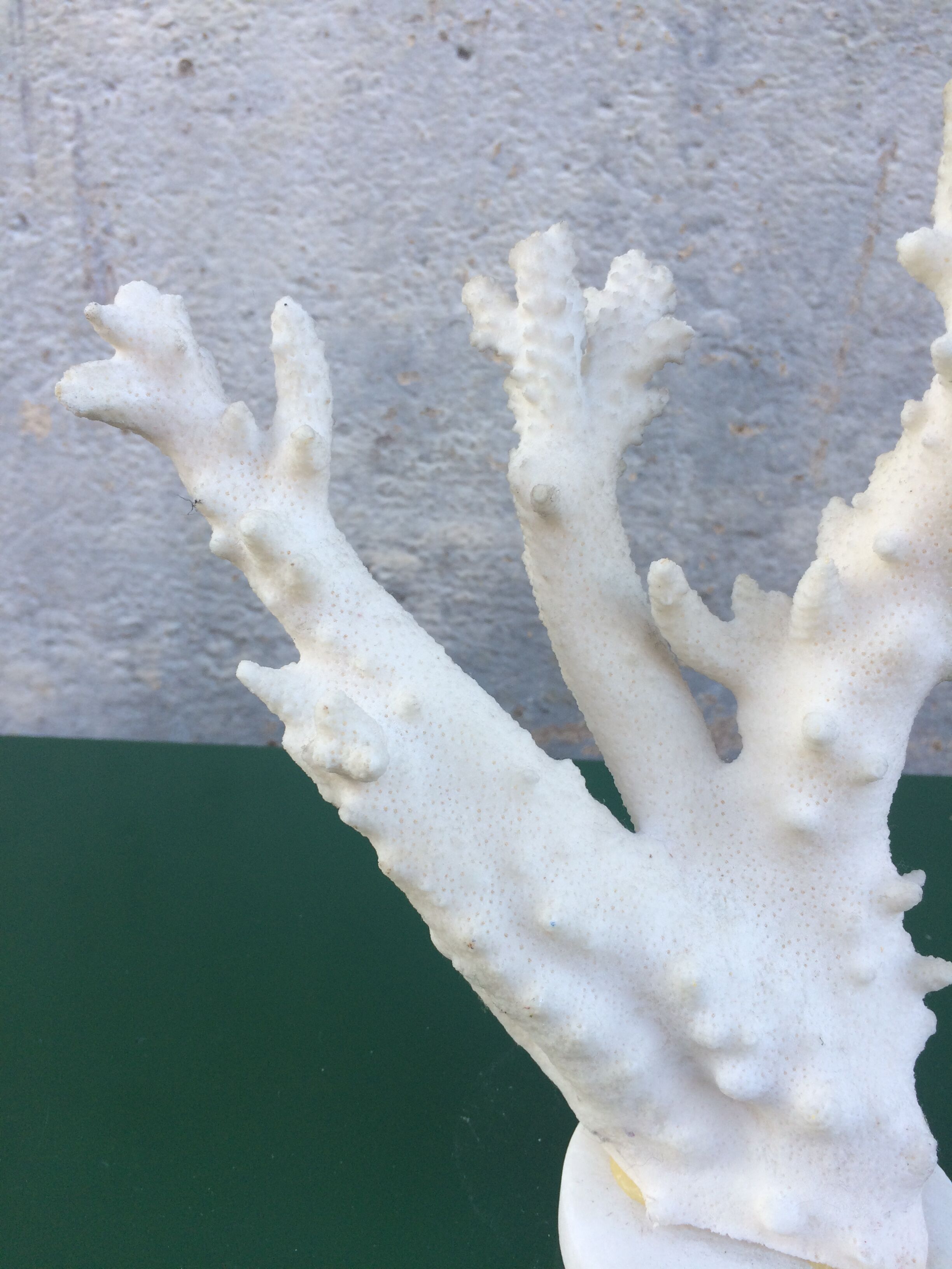 Coral branch 46 x 31 cm on alabaster marble base