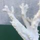Coral branch 46 x 31 cm on alabaster marble base