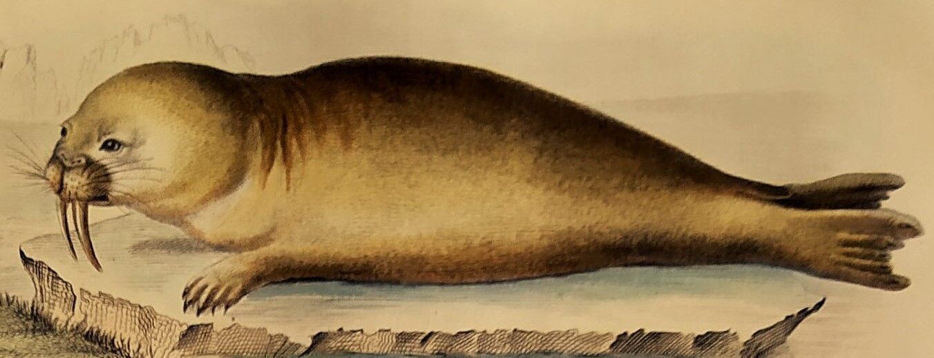 Original zoological plank "Common Seal - Morse" Buffon 1838