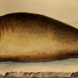 Original zoological plank "Common Seal - Morse" Buffon 1838