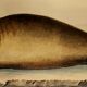 Planche zoologique originale " Phoque Commun & Morse " Buffon 1838