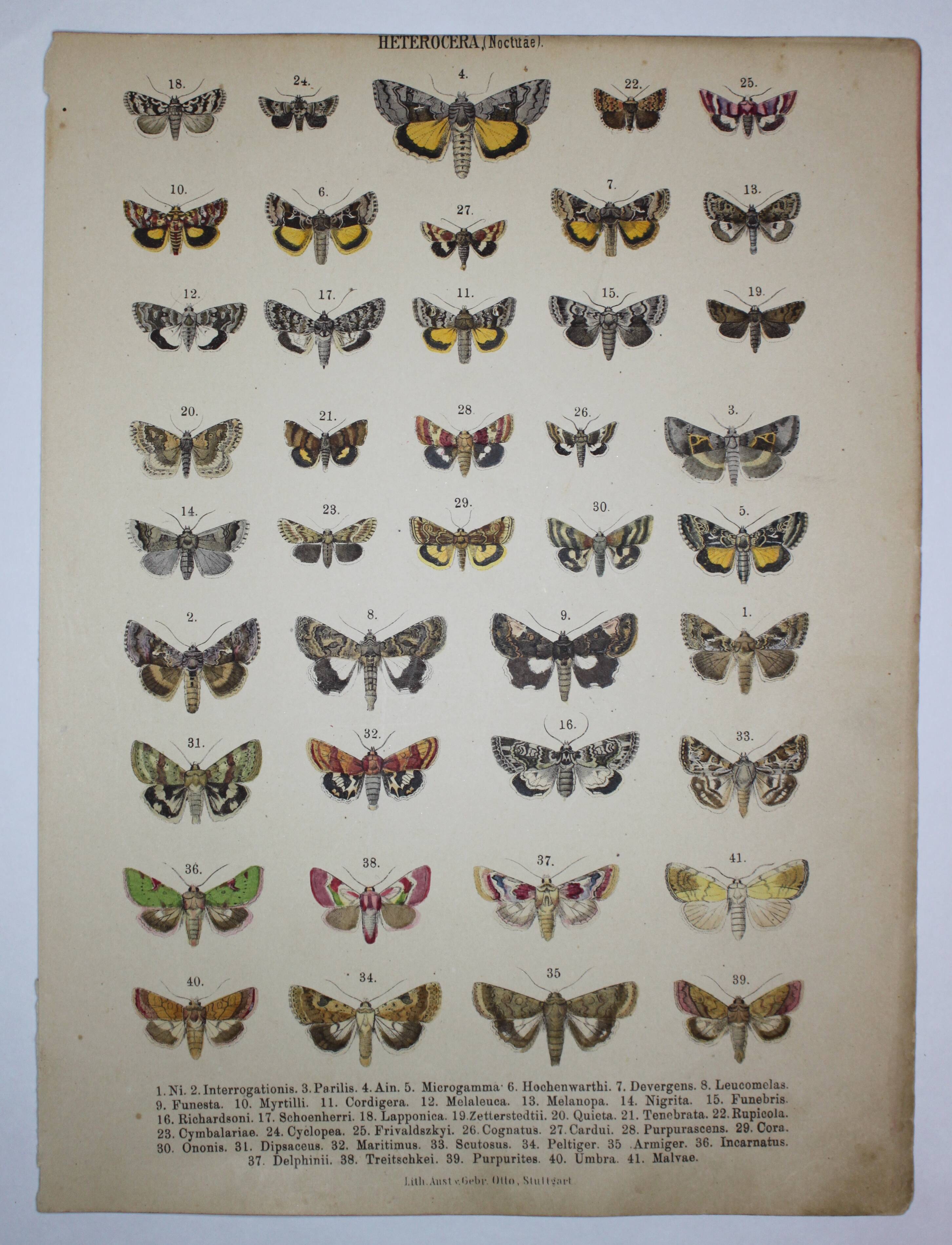 Old plate of Butterflies - Lithograph from 1887 - Neither - Original illustration
