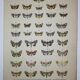 Old plate of Butterflies - Lithograph from 1887 - Neither - Original illustration