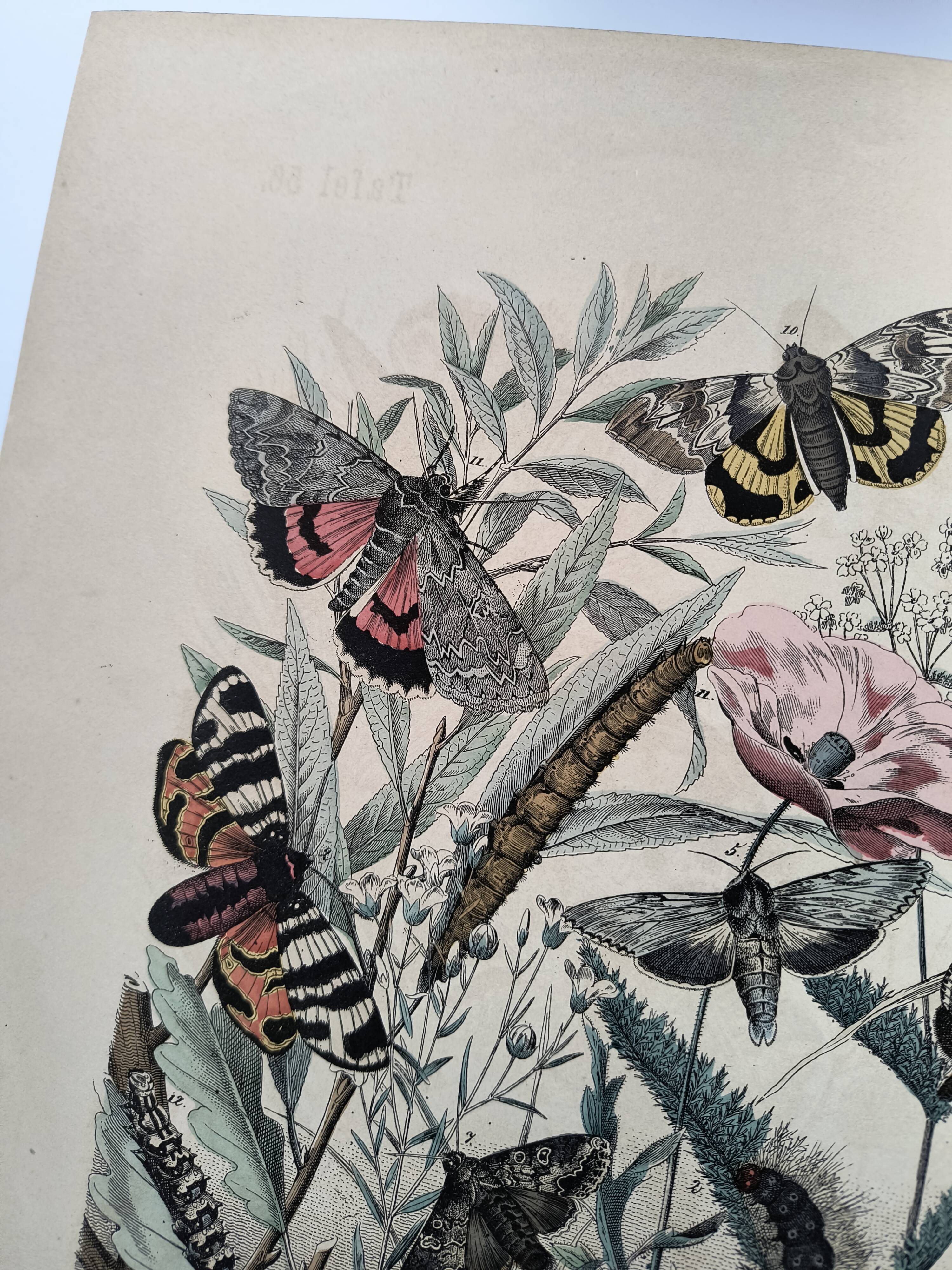 Engraving from 1886 - Butterflies of Europe (4) - Antique lithograph, plate