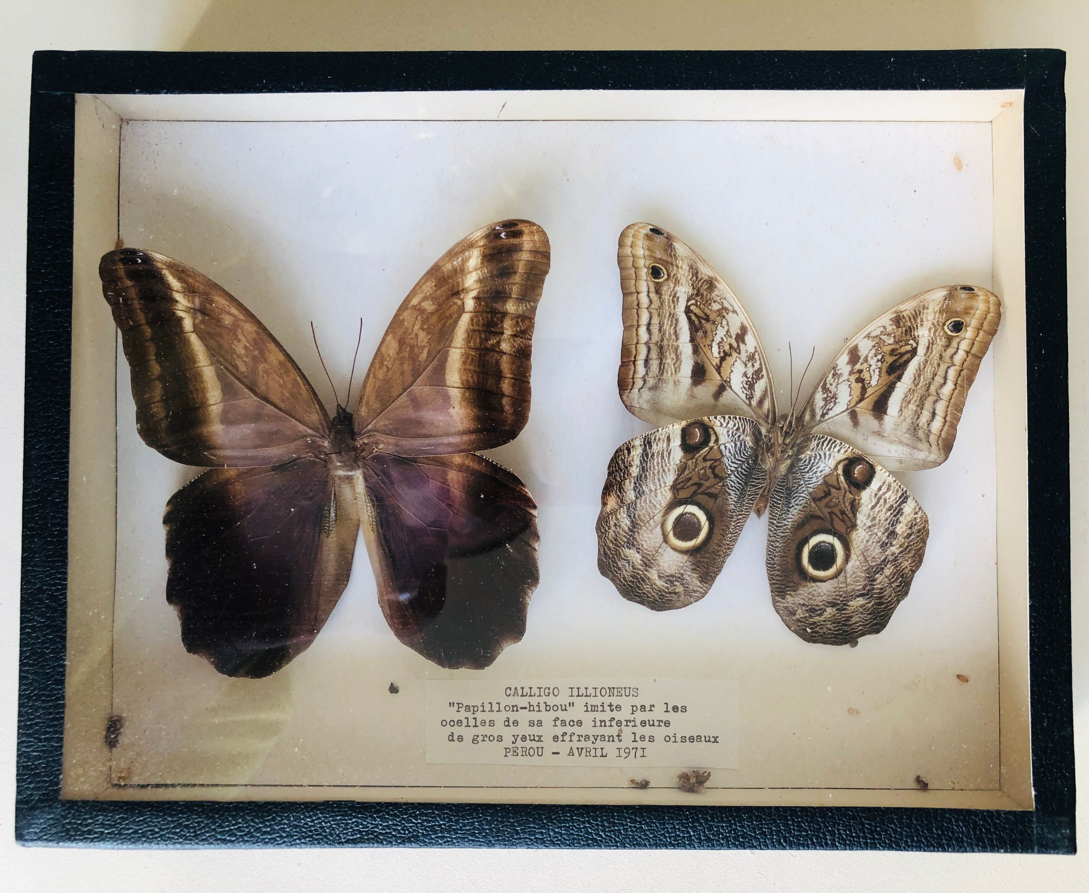 Set of 2 naturalized butterflies